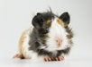 Guinea Pig Antigen Recommendations