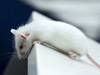 Mouse Antigen Recommendations