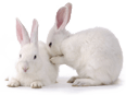 Polyclonal Rabbit Antibodies