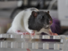 Rat Antigen Recommendations